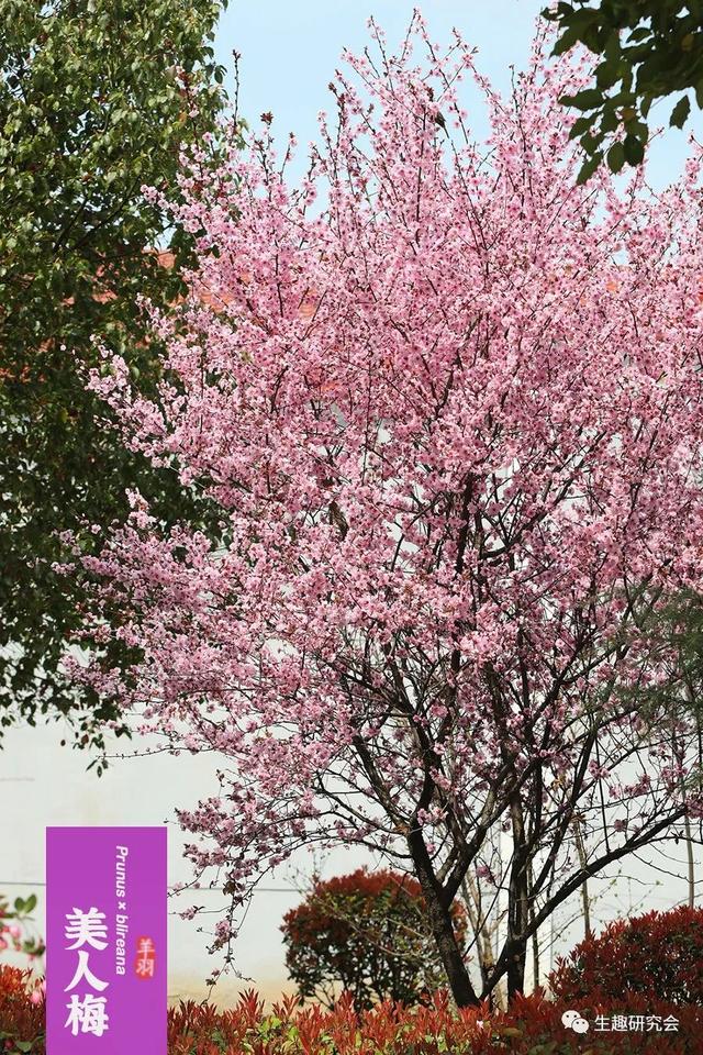 什么梅花品种好，梅花哪个品种比较好看