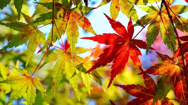 不负年华不负卿，秋去冬来留不住年华不负卿（不负韶华不负卿）