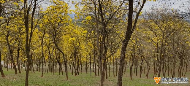 黄花风铃花开正盛，美丽温江——风铃艳诱人