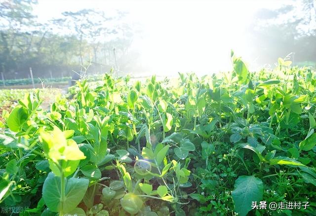 春季种植什么蔬菜，一年四季都能种植什么蔬菜（春天必种10种菜）