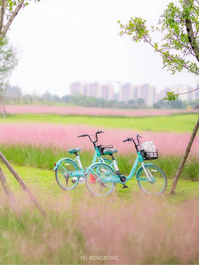 粉黛草向日葵彼岸花海...成都有多少惊喜，粉黛花海花期50天