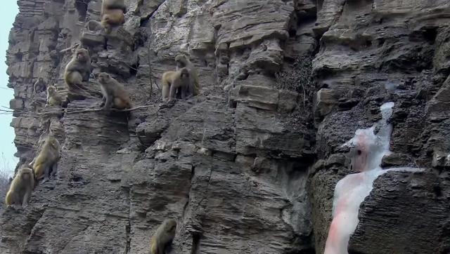 猴王争夺有多残酷，猴王争夺有多残忍