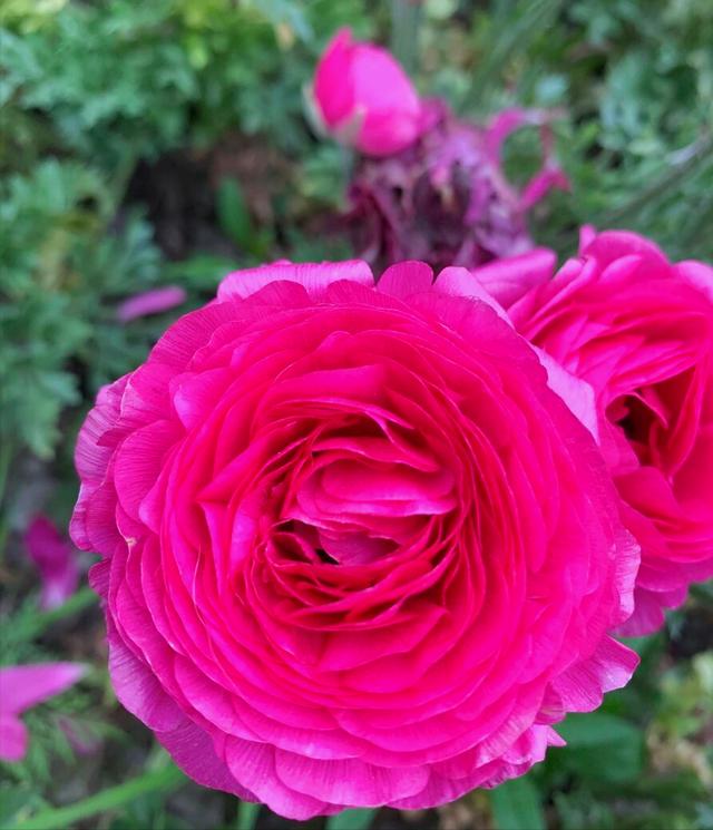 一花一草一世界，一花一草一世界 唯美句子（一花一草一世界）