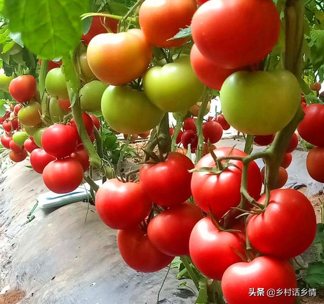 农作物种植技术，关于农业种植技术方面的知识