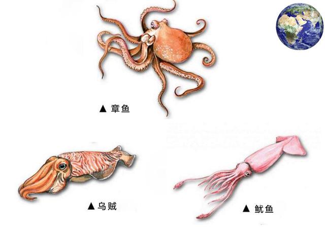 日本现8米巨型乌贼，日本惊现3米罕见大乌贼