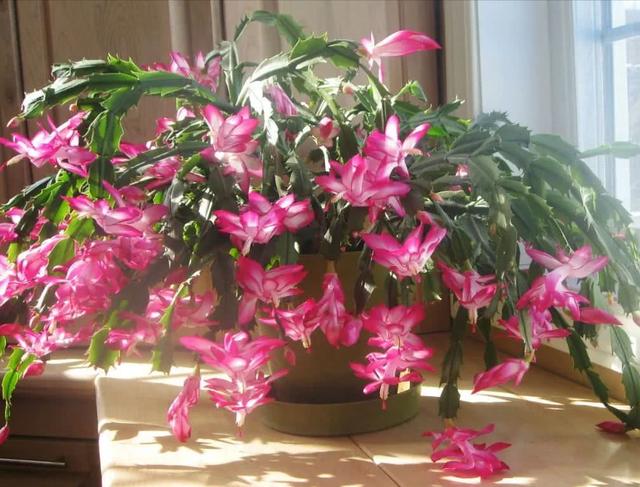 室内可以养的十大吉祥花，5种吉祥花