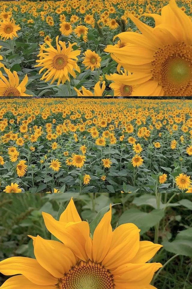 粉黛草向日葵彼岸花海...成都有多少惊喜，粉黛花海花期50天