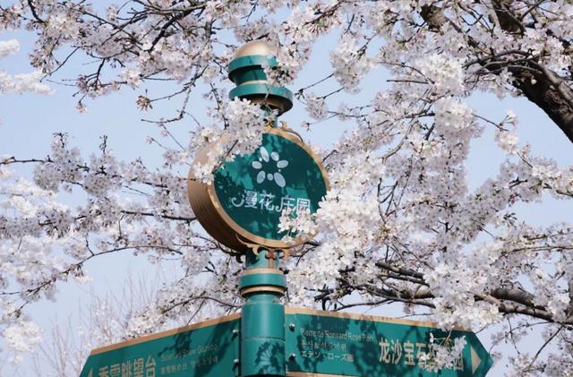 成都看樱花去哪里，樱花开了，成都多地可免费赏花