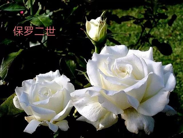 切花月季哪几个品种比较好，常见切花月季一览