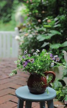 角堇从种子到开花，小花园年年增加的植物--角堇