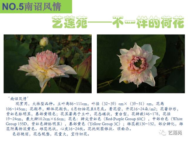 名贵荷花十大品种，最大的荷花品种排行榜