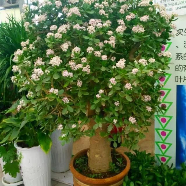 家里什么盆栽好养活又好看，寓意好很好养