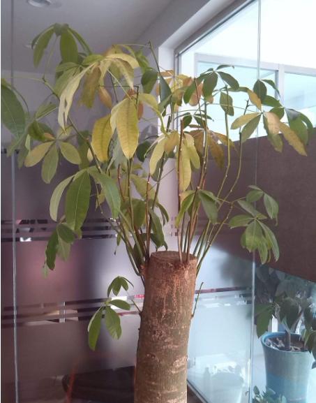 室内可以养的十大吉祥花，5种吉祥花