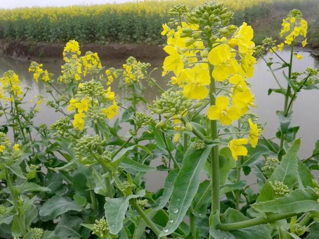 兴化油菜花一年四季都有，那一抹金黄的千垛油菜花