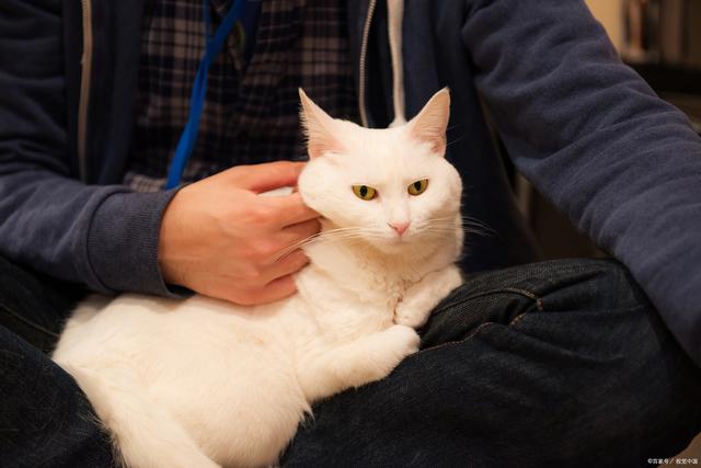 怎么训练猫咪听话，怎么训练猫咪养成习惯