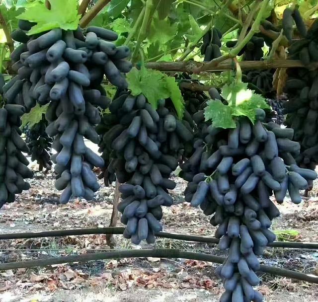 什么样的葡萄树适合院子里种，这几种适合庭院阳台种植的葡萄品种不仅果粒大口感甜而且易种植