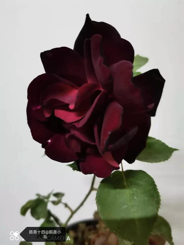 路易十四玫瑰的魅力，路易十四玫瑰的魅力