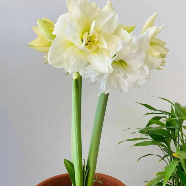 营养土怎么养才会爆盆，换下的旧土别扔