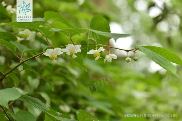 脆香枣子，别样软枣子