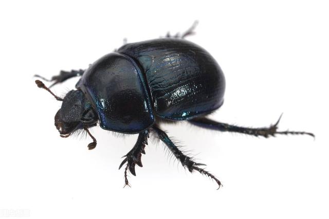 屎壳郎学名叫什么，屎壳郎又叫蜣螂吗