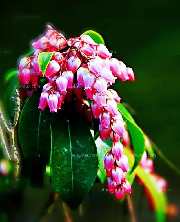 马醉木好不好养，马醉木及其品种介绍