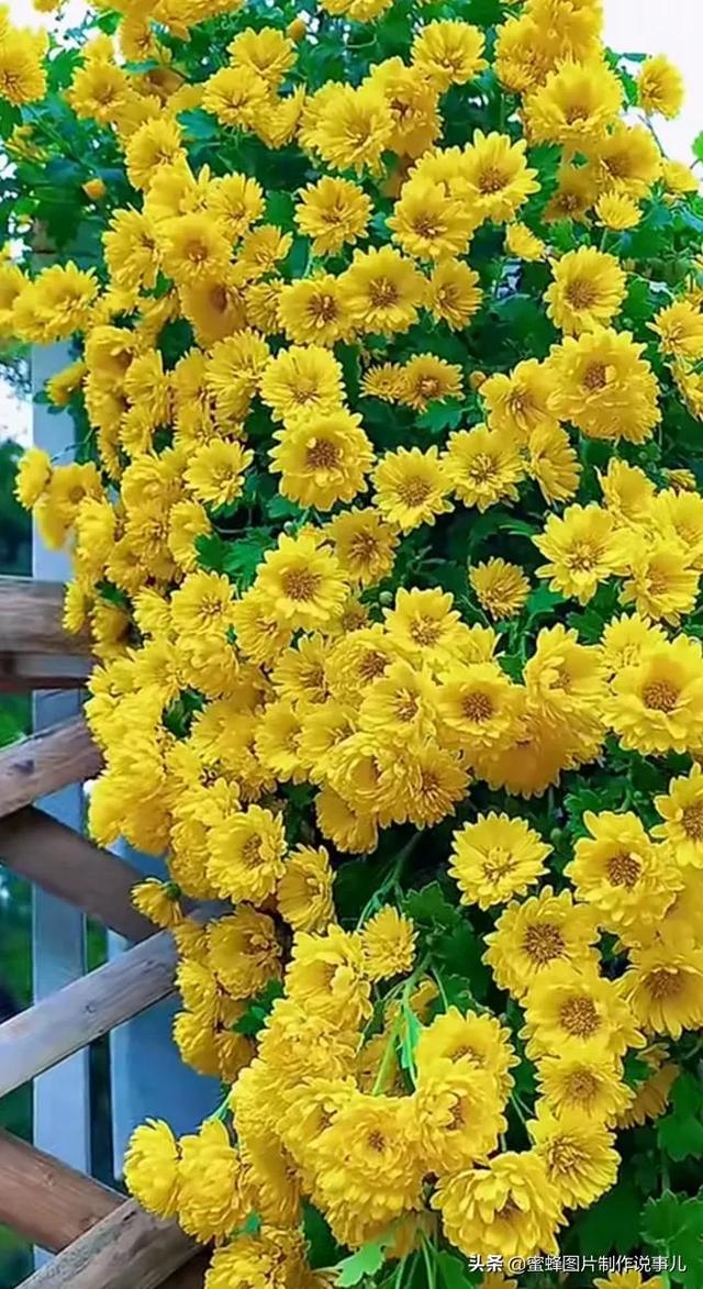 精美高清鲜花壁纸，漂亮鲜花送给您