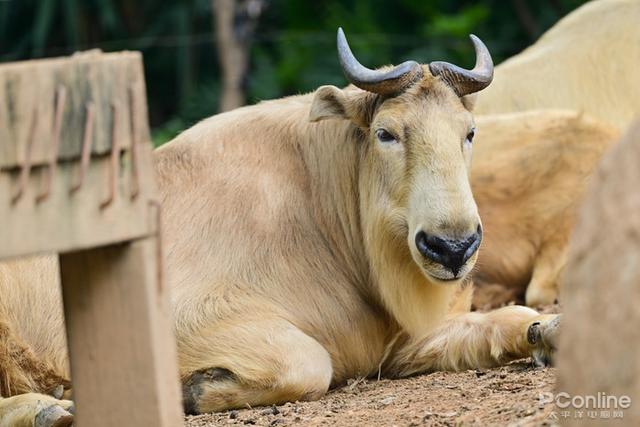 尼康微单相机推荐z9，入手旗舰全画幅相机