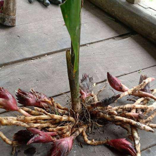 洋荷，长得跟洋荷很像的植物