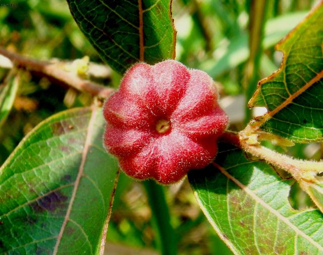 有一种野果叫珍珠果，人称“吉祥果”