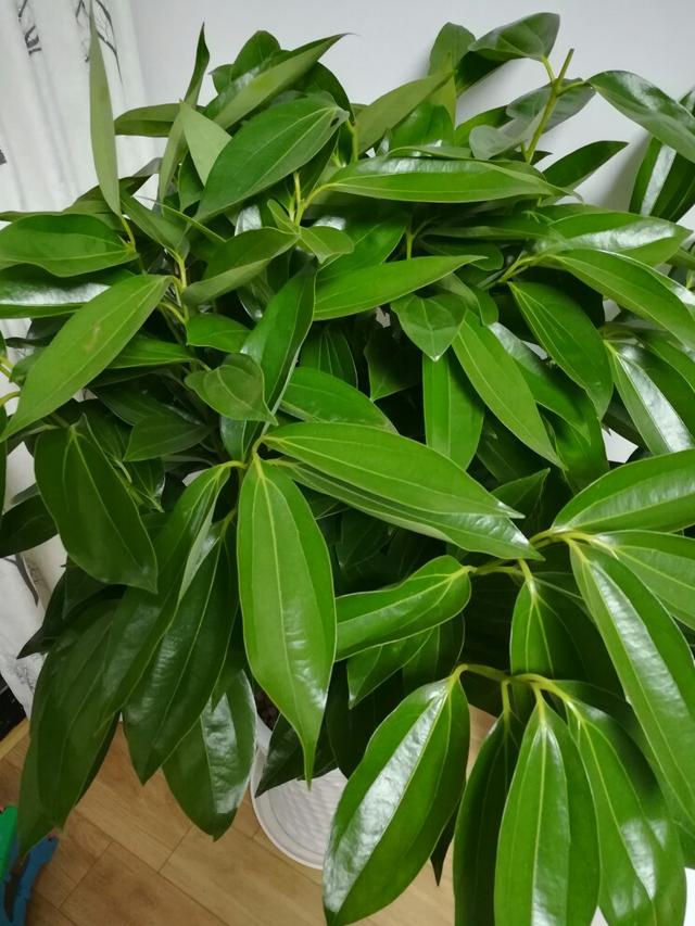 春节花卉品种大全大图，春节遇花期，五彩斑斓过新年