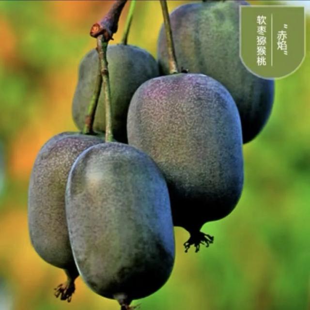 脆香枣子，别样软枣子