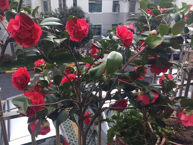 克瑞墨大牡丹茶花，纯正克瑞墨大牡丹茶花（养盆“克瑞墨牡丹”）