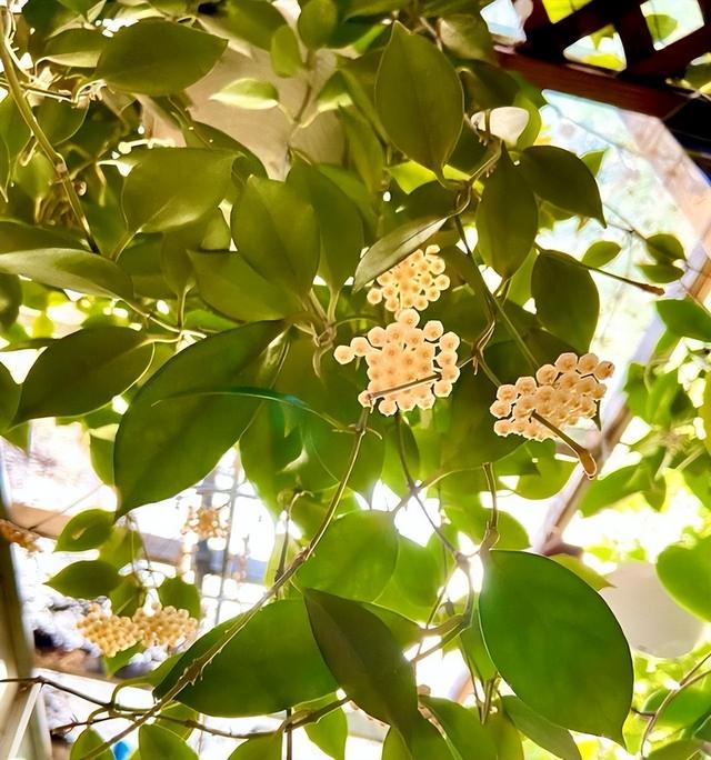 适合家里养的喜欢阳光的花，7种喜阴花