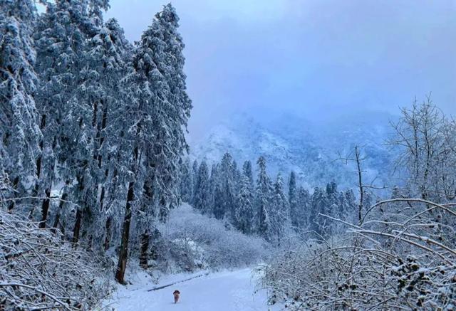 成都周边11月玩雪，成都周边这8个耍雪地不要门票