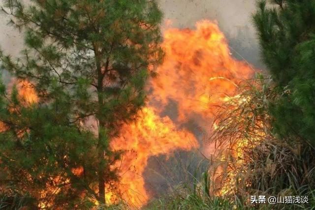 农村夜晚的虫鸣是什么虫，故乡虫鸣