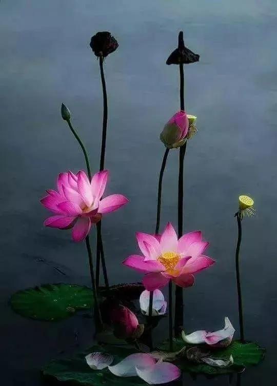 各种最好看的鲜花，分享40多种美丽的鲜花