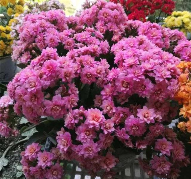 什么花好看又好养，开花好看又好养的花卉（种一盆好看又好养）