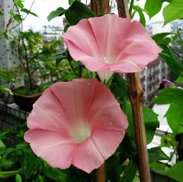 做梦也没想到牵牛花能开成这个样子，斗牛牛心脏（周公解梦：梦见这四种花草）