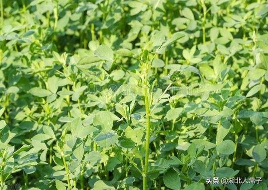 野菜的种类和图片大全，四季野菜图文大全（最美味的15种野菜）