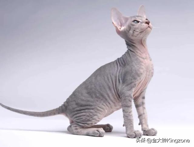 世界上最可爱的猫，世界上最可爱的几十种猫咪（猫味最重的五种猫咪）