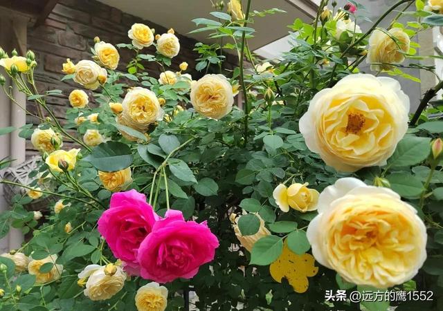 玛格丽特王妃月季，玛格丽特王妃花苞（最值得养的“月季”）