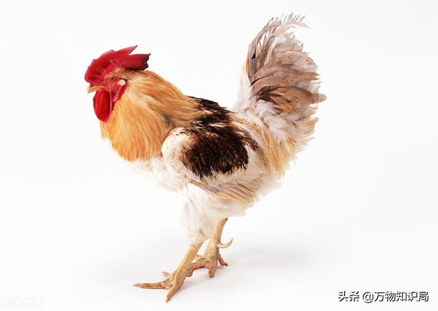 鸡是恐龙的后代，恐龙灭绝鸡是恐龙的后代（为啥长不成恐龙这么大）