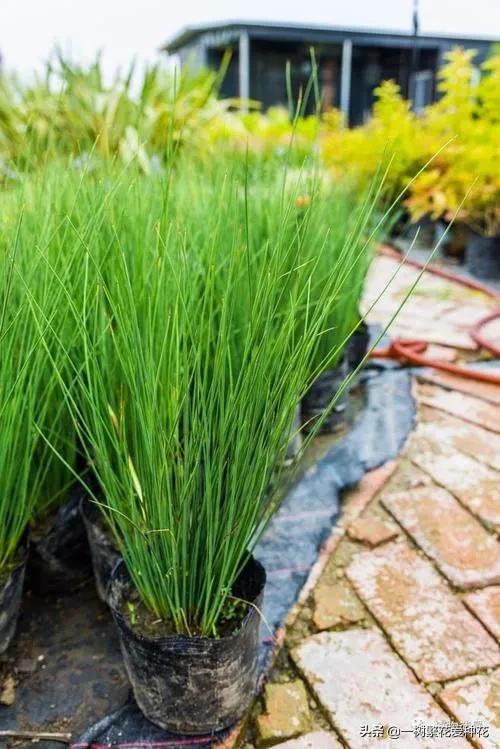 适合庭院养的草花，25种观赏草观叶赏花