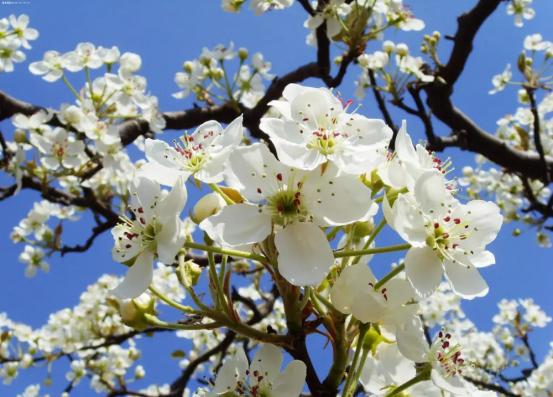 春有百花盘点常见的67种，百花名称图（清明踏青常见花种你认识多少）