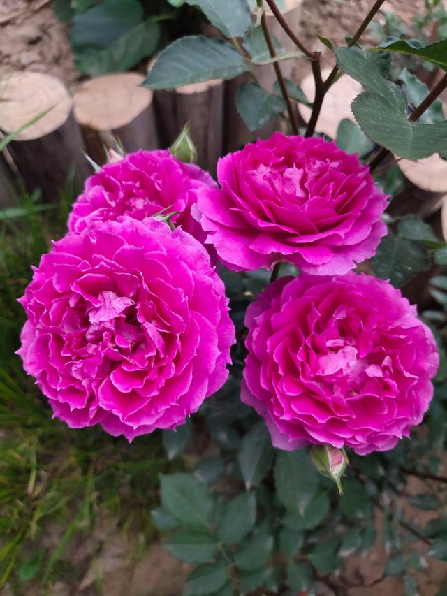 阳台养月季就选，阳台月季适合新手养的品种