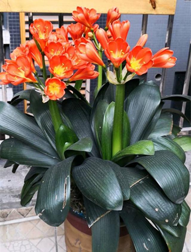 家里多养花的6大好处，10个养花好处