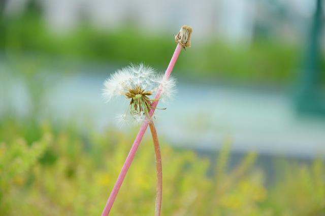 一个人突然不联系你只有两种原因，很久不联系你的人