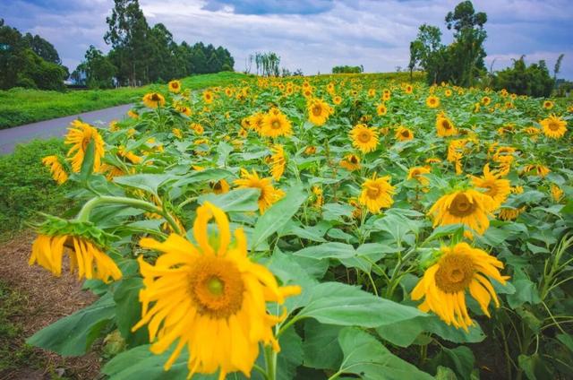 粉黛草向日葵彼岸花海...成都有多少惊喜，粉黛花海花期50天