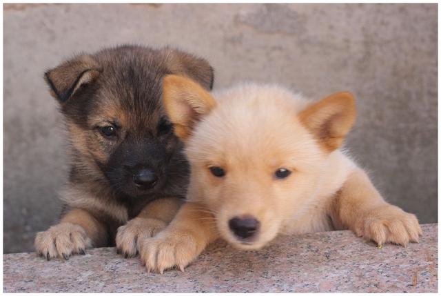 最正宗的农村土狗，10块钱买了只小土狗