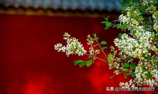 美丽的小镇春色，正定春色卷起来了